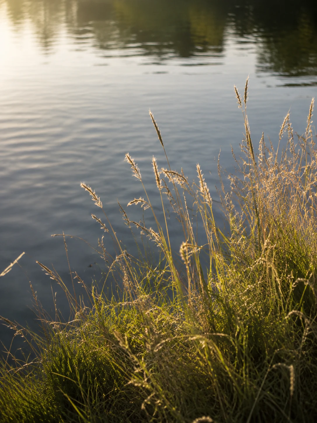 Sunlight on still water and gently swaying lakeside grasses